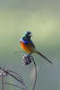 orange breasted sunbird - photo/picture definition - orange breasted sunbird word and phrase image