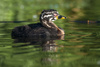 grebe chick - photo/picture definition - grebe chick word and phrase image