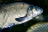 breme fish - photo/picture definition - breme fish word and phrase image