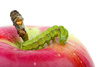 green caterpillar - photo/picture definition - green caterpillar word and phrase image