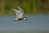 whiskered tern - photo/picture definition - whiskered tern word and phrase image