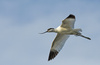 pied avocet - photo/picture definition - pied avocet word and phrase image