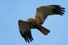marsh harrier - photo/picture definition - marsh harrier word and phrase image