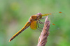 damselfly - photo/picture definition - damselfly word and phrase image