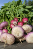 root vegetables - photo/picture definition - root vegetables word and phrase image