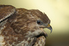 kestrel - photo/picture definition - kestrel word and phrase image