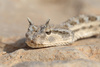 horned viper - photo/picture definition - horned viper word and phrase image