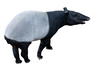 malaysian tapir - photo/picture definition - malaysian tapir word and phrase image