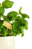 fresh basil - photo/picture definition - fresh basil word and phrase image