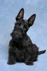 scottish terrier - photo/picture definition - scottish terrier word and phrase image