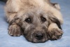wolfhound puppy - photo/picture definition - wolfhound puppy word and phrase image