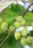 hops - photo/picture definition - hops word and phrase image