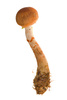 toadstool mushroom - photo/picture definition - toadstool mushroom word and phrase image