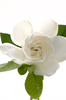 white gardenia - photo/picture definition - white gardenia word and phrase image
