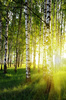 birch forest - photo/picture definition - birch forest word and phrase image