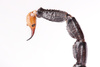 scorpion tail - photo/picture definition - scorpion tail word and phrase image