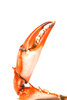 crab claw - photo/picture definition - crab claw word and phrase image