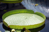 lilly pad - photo/picture definition - lilly pad word and phrase image