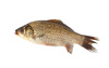 crucian carp fish - photo/picture definition - crucian carp fish word and phrase image