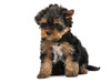 Yorkshire terrier puppy - photo/picture definition - Yorkshire terrier puppy word and phrase image