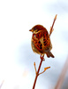sparrow - photo/picture definition - sparrow word and phrase image