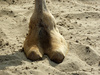 camel toe - photo/picture definition - camel toe word and phrase image