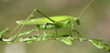 green bush cricket - photo/picture definition - green bush cricket word and phrase image