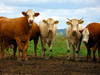 cattle - photo/picture definition - cattle word and phrase image