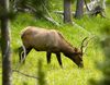 bull elk - photo/picture definition - bull elk word and phrase image