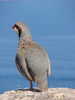 Rock Partridge - photo/picture definition - Rock Partridge word and phrase image