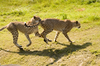 cheetahs - photo/picture definition - cheetahs word and phrase image