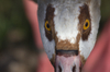 egyptian goose - photo/picture definition - egyptian goose word and phrase image