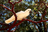 Moluccan Cockatoo - photo/picture definition - Moluccan Cockatoo word and phrase image