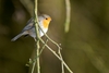 robin - photo/picture definition - robin word and phrase image