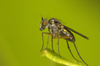 Dolichopodidae fly - photo/picture definition - Dolichopodidae fly word and phrase image