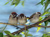 small brood - photo/picture definition - small brood word and phrase image