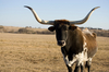 Texas Longhorn Cow - photo/picture definition - Texas Longhorn Cow word and phrase image