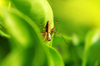 lynx spider - photo/picture definition - lynx spider word and phrase image