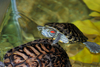 Red-eared turtle - photo/picture definition - Red-eared turtle word and phrase image