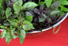 basil - photo/picture definition - basil word and phrase image