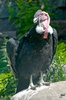 condor - photo/picture definition - condor word and phrase image