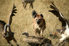 hyena - photo/picture definition - hyena word and phrase image