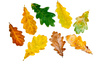 oak leaves - photo/picture definition - oak leaves word and phrase image