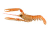 langoustine - photo/picture definition - langoustine word and phrase image