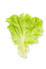 lettuce leaf - photo/picture definition - lettuce leaf word and phrase image