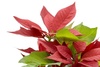 poinsettia - photo/picture definition - poinsettia word and phrase image
