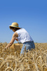 harvest - photo/picture definition - harvest word and phrase image