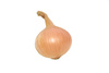 onion bulb - photo/picture definition - onion bulb word and phrase image