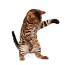 bengal cat - photo/picture definition - bengal cat word and phrase image