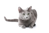 Russian blue cat - photo/picture definition - Russian blue cat word and phrase image